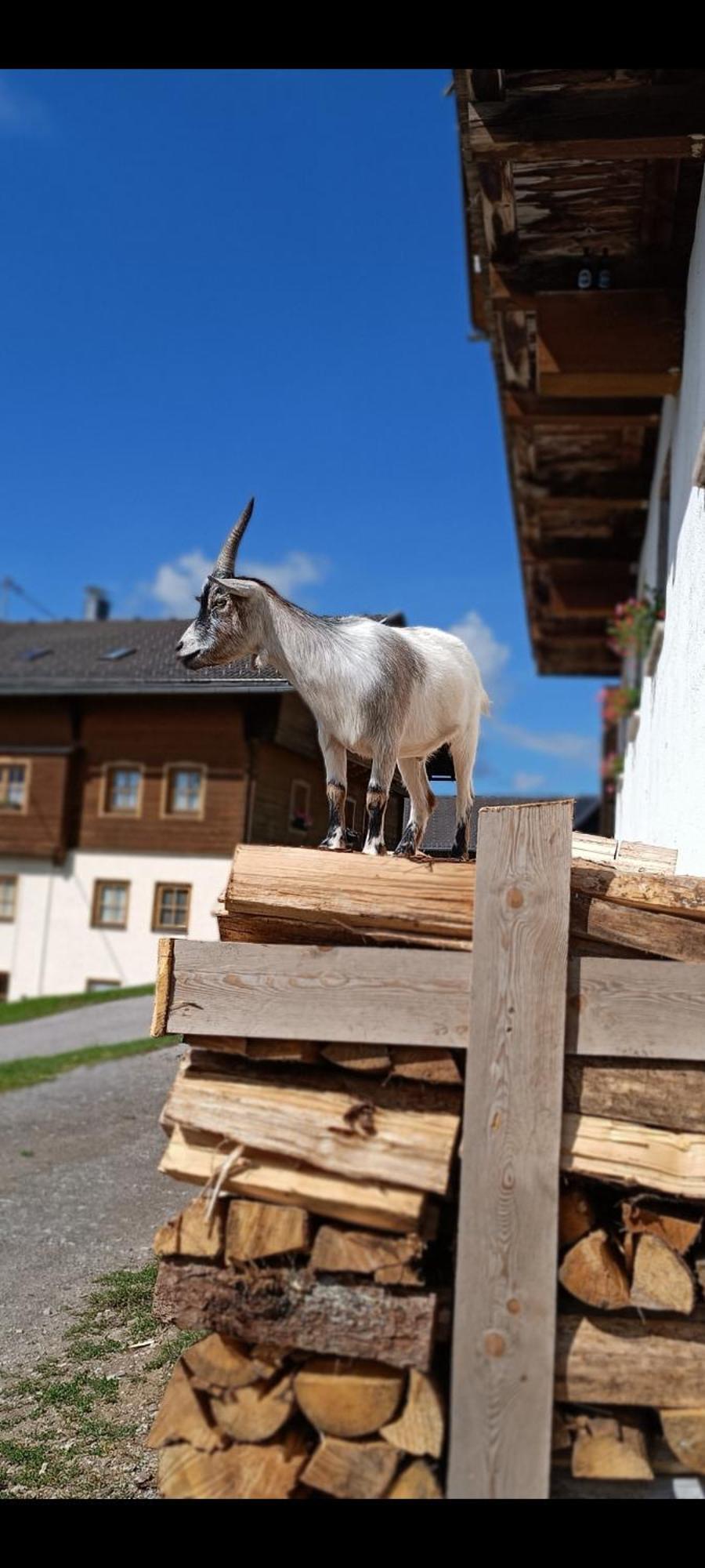 Appartamento Nigglerhof Liesing Esterno foto